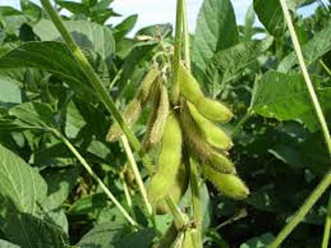 Scientists move a step closer to drought-tolerant soybean variety