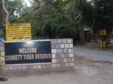 जिम कार्बेट में एक और बाघ की मौत, क्या हैं कारण 