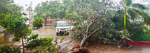 Cyclone Fani uprooted several trees in the state. Photo: Ashis Senapati