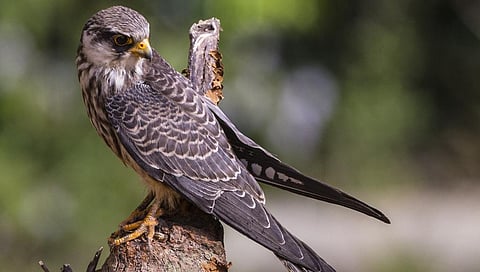 A female Amur Falcon. Photo: Getty Images