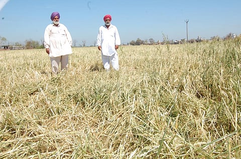 आम चुनाव : पंजाब में राष्ट्रीय नहीं, स्थानीय मुद्दे हावी