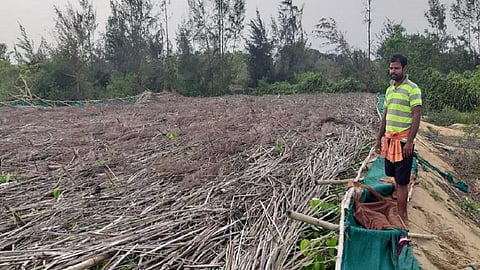 A Paan farmer from Dhinkia village inspecting his flattened betel vineyards
Photo: Ashis Senapati