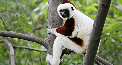 Coquerel’s sifaka are classified as endangered and are threatened by increasing habitat destruction. Photo: Ryan Bolton/Shutterstock