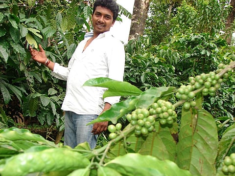 अतिशय मौसम से भारत में कॉफी का उत्पादन घटा