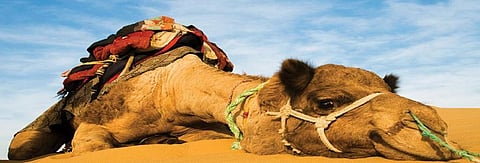 Can monetising camel products revive Rajasthan’s state animal?