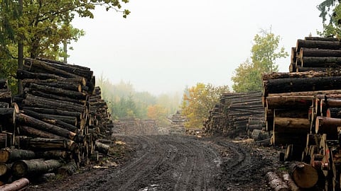Haryana discreetly consolidates acres of forest land in Kot 