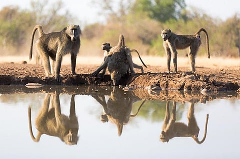 Villiers Steyn/Shutterstock.com
