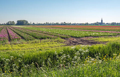 Biodiversity Day: Focus on food biodiversity and human health