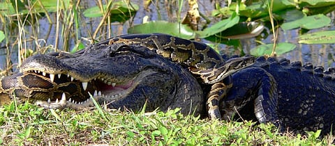 A Burmese Python wrestles with an American Alligator in Florida, where the serpent is an invasive species. Photo: Wikimedia Commons