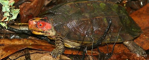A Cochin Forest Cane Turtle. Photo: Hari Krishnan