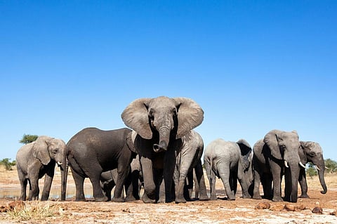 Elephants reduced to a political football as Botswana brings back hunting