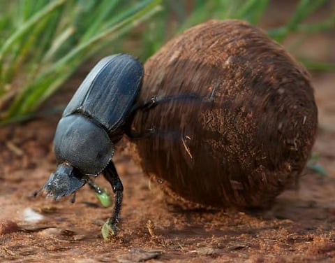 There’s still so much we don’t know about the star-gazing beetle with a tiny brain