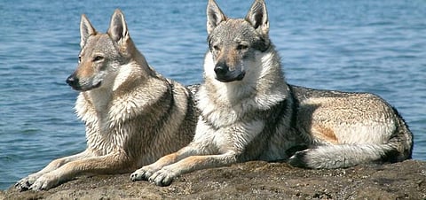 A pair of wolf-dog hybrids. Photo: Creative Commons