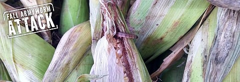 FAW attack: Centre orders seed treatment with ‘unapproved’ chemicals  