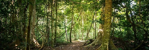 Centre uses SC order to turn forest land into revenue land 