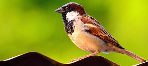 A male House Sparrow in Satara, Maharashtra. Photo: Getty Images