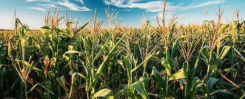 Climate change eats into output of top 10 food crops 