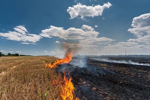Stubble burning: A problem for the environment, agriculture and humans