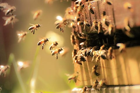 We taught bees a simple number language – and they got it