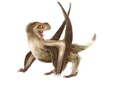 An illustration of Pterosaur. Photo: Yuan Zhang/University of Nanjing