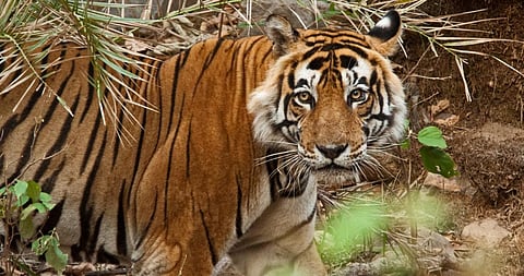A tigress at Sariska Tiger Reserve. Photo: Wikimedia Commons