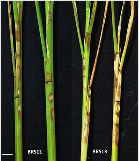 Scientists unravel fungus responsible for Sheath Blight disease in rice