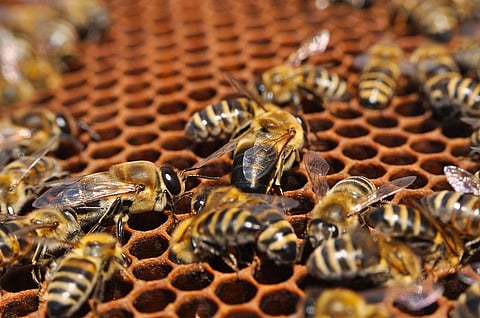 US beekeepers lost 40% honey bee colonies in a year: Survey