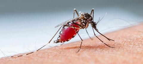 Five countries had zero malaria cases in 2018: WHO