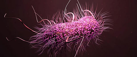 E-coli. Photo: Getty Images