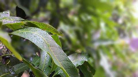 Mango leaf extract can prevent steel from corroding: Study