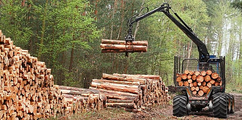 Road expansion, deforestation shrinking wildlife in Congo Basin: Study