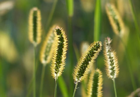 Photo: Creative Commons 