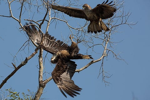 Photo: Creative commons 