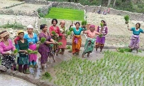 देर से ही सही, बारिश के इंतजार में धान की बुआई करती उत्तराखंड की महिलाएं। फोटो: त्रिलोचन भट्ट 