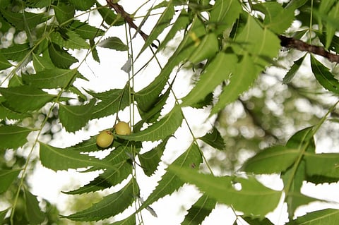 Neem chemical can disable cotton pest in multiple ways: Study