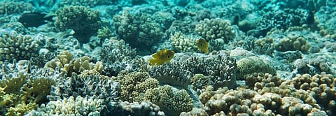 Only three per cent of the oceans have not been altered by human activity, according to the report. Photo: Getty Images