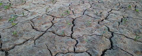 Drought watch: Is there any monsoon effect?