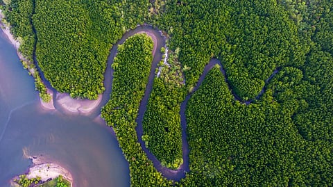 Adequate water most important for plant diversity