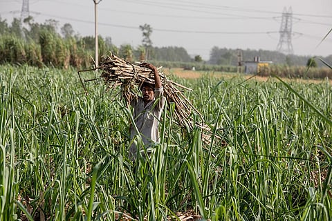 चीनी उद्योग से देश के तीन प्रमुख राज्यों में लगभग पांच करोड़ से अधिक किसान और उनका परिवार जुड़ा हुआ है। इस उद्योग में बीस लाख से अधिक मजदूर भी काम कर रहे हैं (फोटो: मिधुन विजयन)
