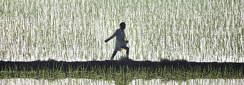 Most non-basmati varieties of paddy require watering around 40 times a season, while maize can do with just five-six rounds of irrigation. Photo: Reuters