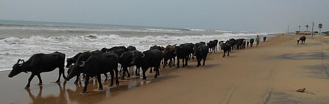 Buffaloes in Satabhaya. Photo: Pragati Prava