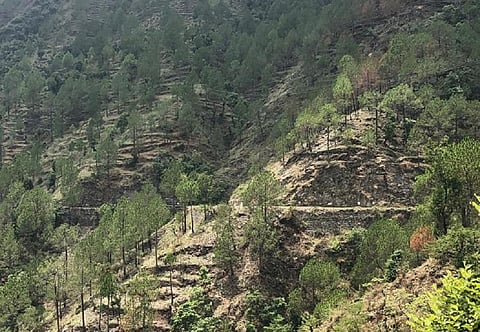 उत्तराखंड के जिला पौड़ी के अंतर्गत सतपुली इलाके में कृषि भूमि पर उगे चीड़ के पेड़, जिन्हें डीम्ड फॉरेस्ट की श्रेणी में शामिल किया गया है। फोटो: मनमीत सिंह 