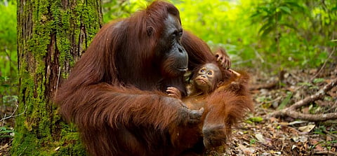 The WWF has been accused of promoting palm oil production, which is destroying forests in Southeast Asia and endangering orangutans like this baby and its mother in Borneo. Photo: Getty Images 