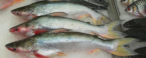 The Pangas, a species of freshwater fish native to South and Southeast Asia. Photo: Wikipedia