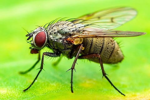 New method to study insect muscles developed 