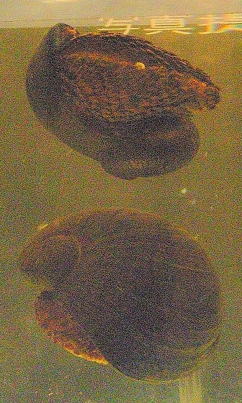 A scaly-foot snail. Photo: Wikimedia Commons