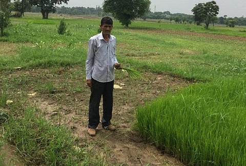 जम्मू कश्मीर के सांभा जिले का किसान तीरथ राम अपने खेत में खराब हो रही फसल दिखाते हुए। 