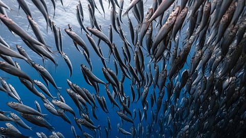 The sardine run is of great economic importance because it provides prime fishing opportunities and attracts large numbers of tourists. Photo: Shutterstock