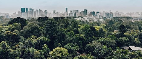 This Singapore Botanic gardens. Around 35 million hectares of forest were lost to urban expansion between 1992 and 2015, according to a new study. Photo: Getty Images