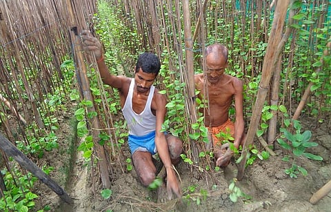 बिहार के नवादा जिले में पान की खेती करते किसान। फोटो: उमेश कुमार राय 